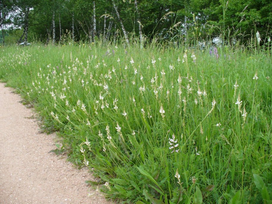 Молочай камнелюбивый