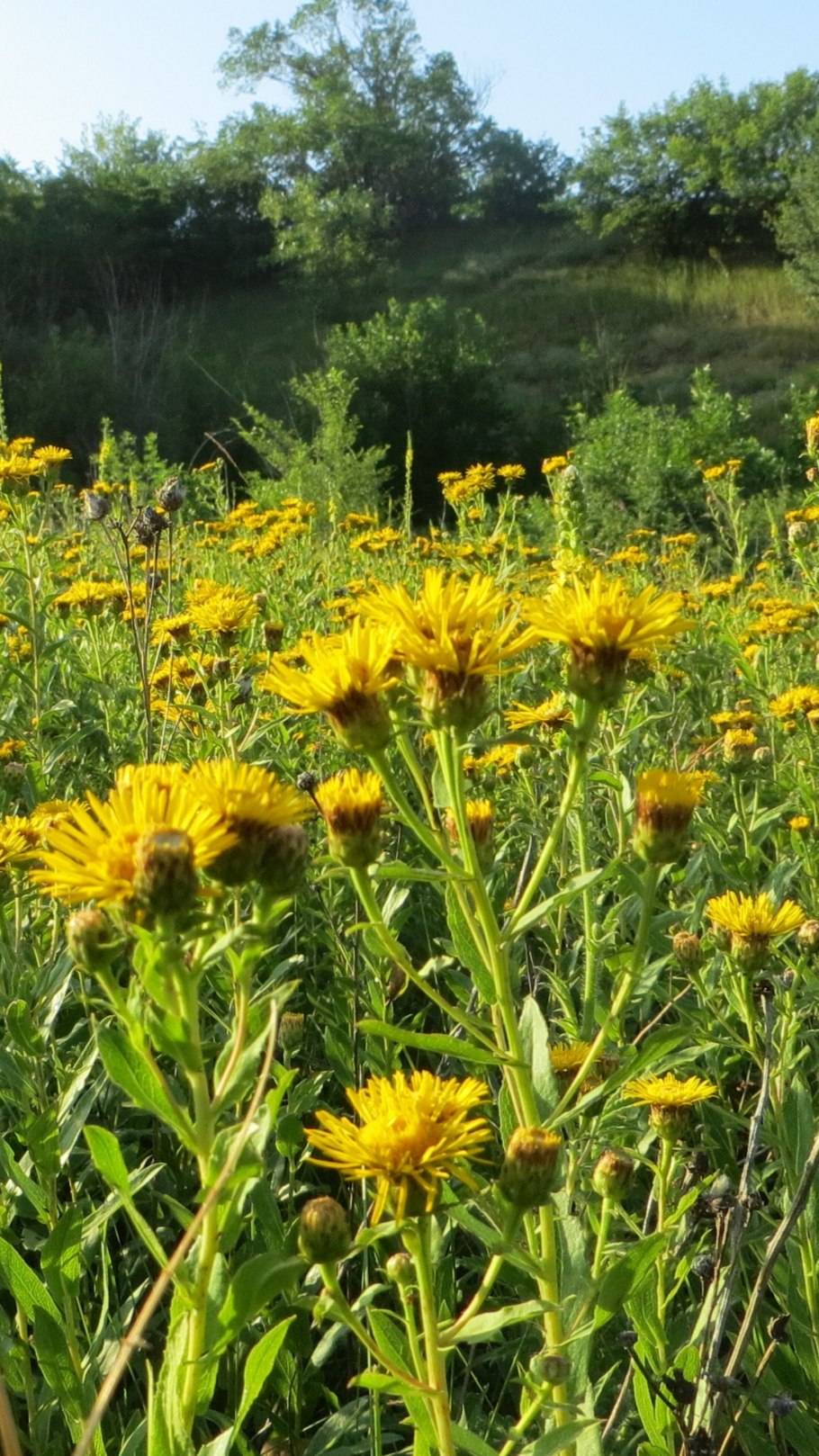 Растения Ставрополья