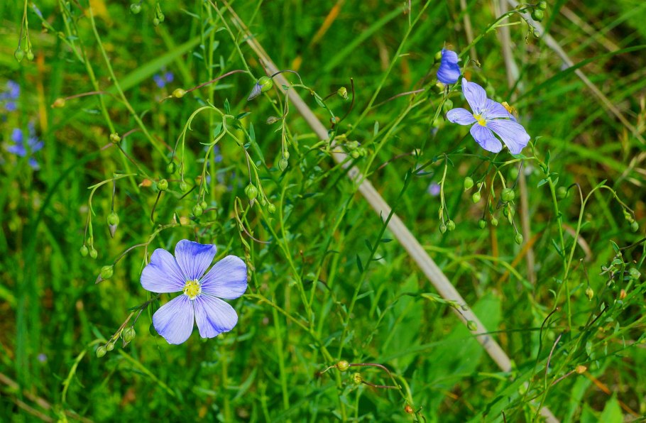 Мать и мачеха растение