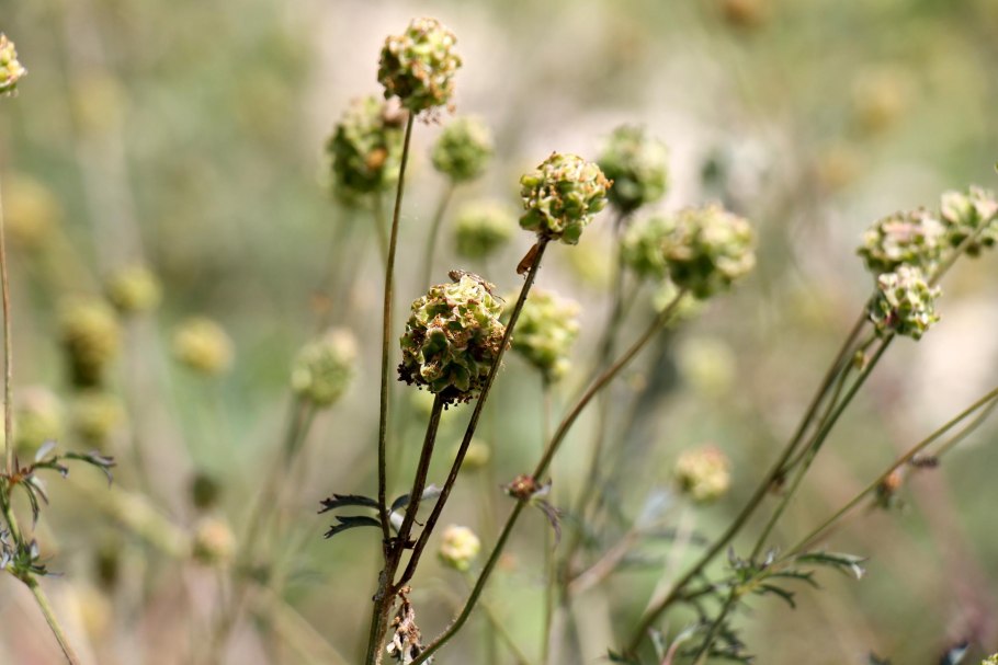 Пион узколистный Стрижамент