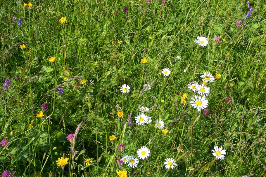 Разнотравно-злаковые луга