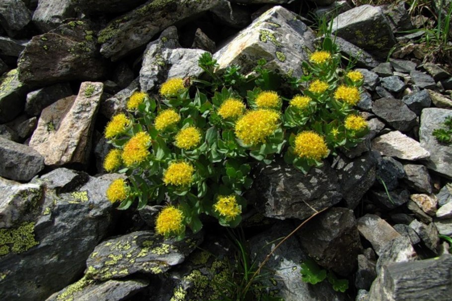 Золотой корень Алтай