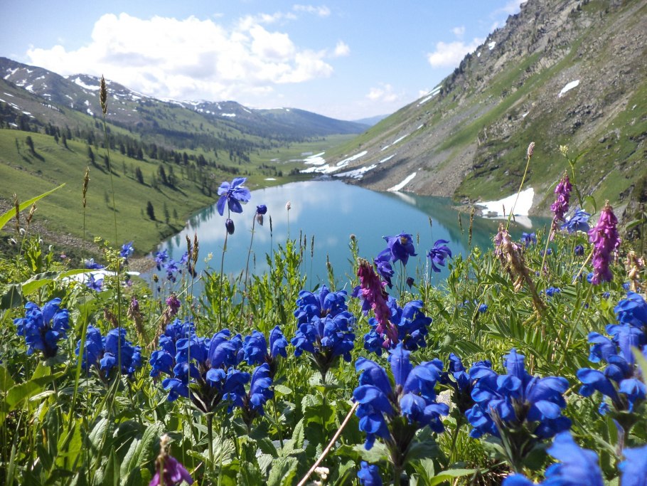 Природа Алтая Катунский заповедник