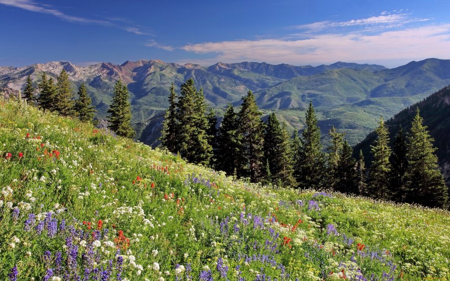 Горы Алтая Альпийские Луга