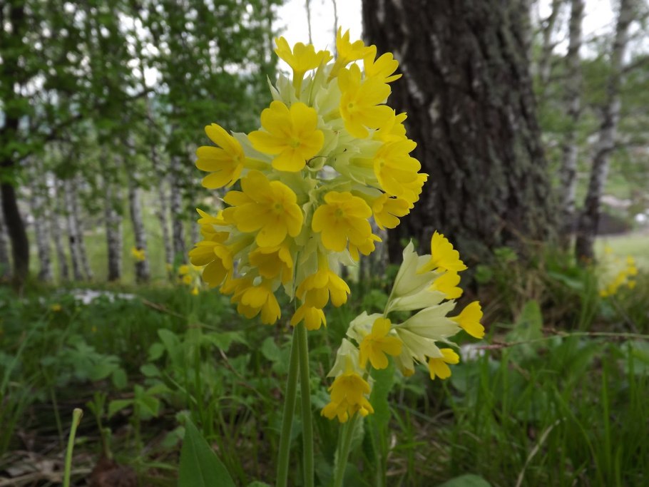 Первоцвет желтый цветок на Алтае