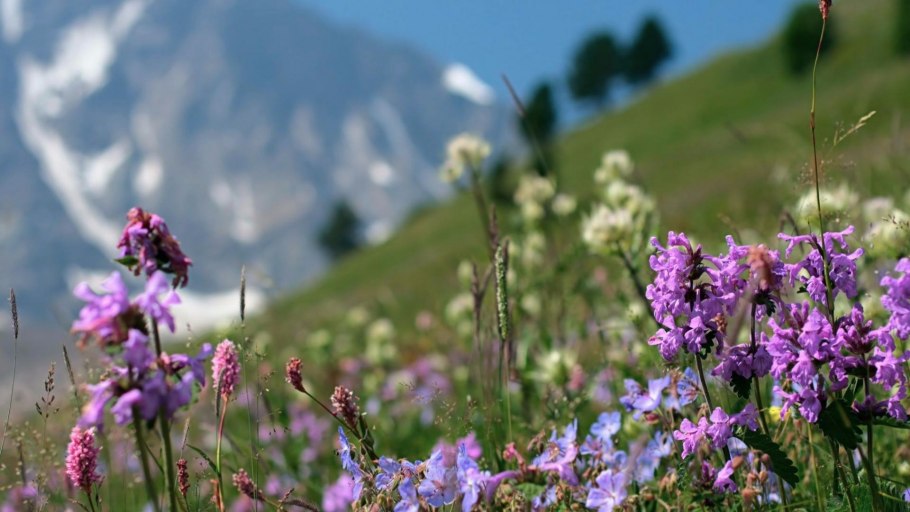 Сибирь Россия Алтай Иван-чай