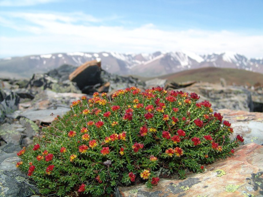 Растения высокогорий Алтая