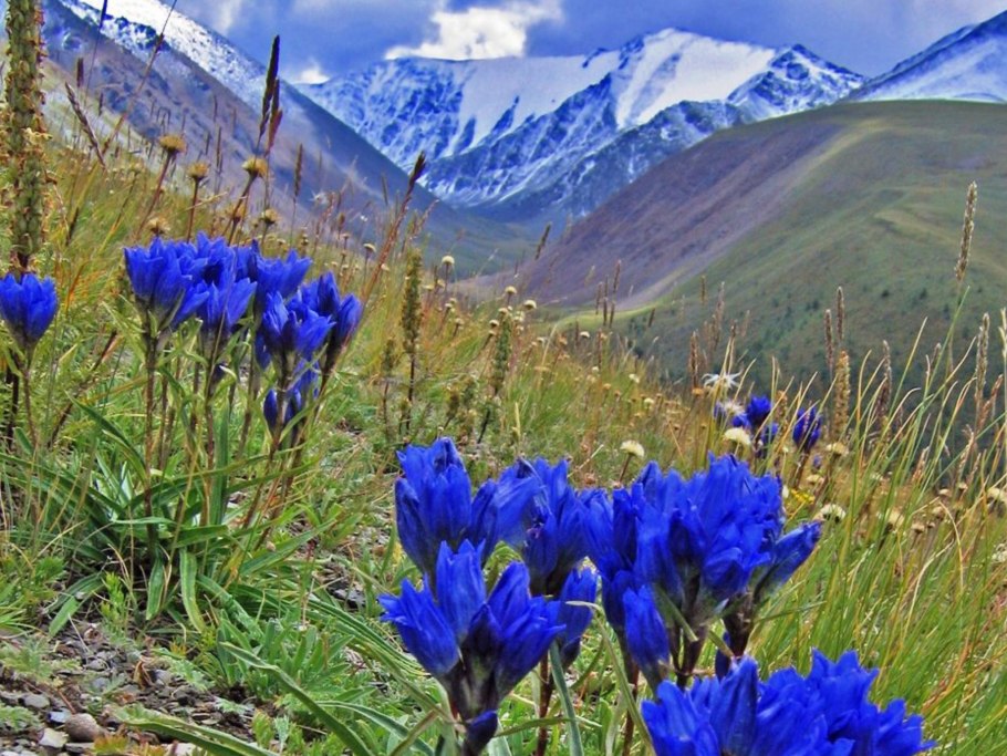 Горечавка Арктическая