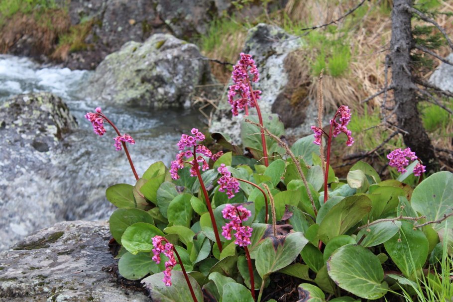 Бадан горный Алтай