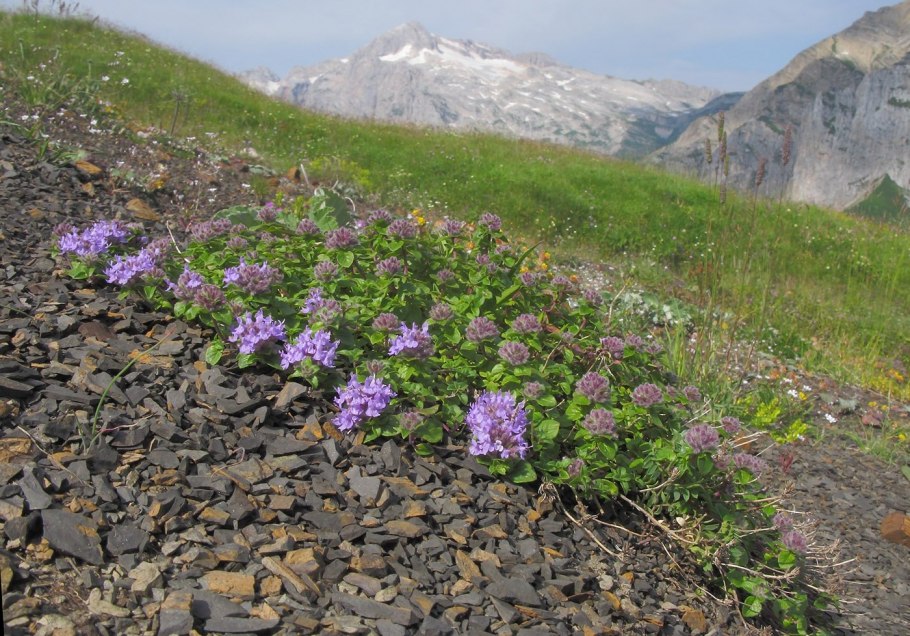Зизифора алтайская