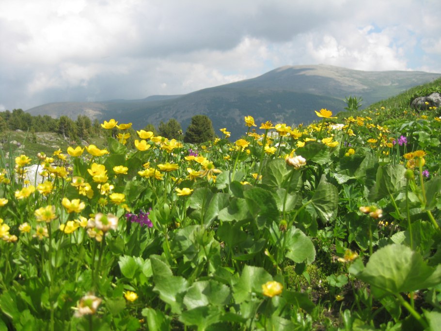 Жёлтые цветы в горах Алтая