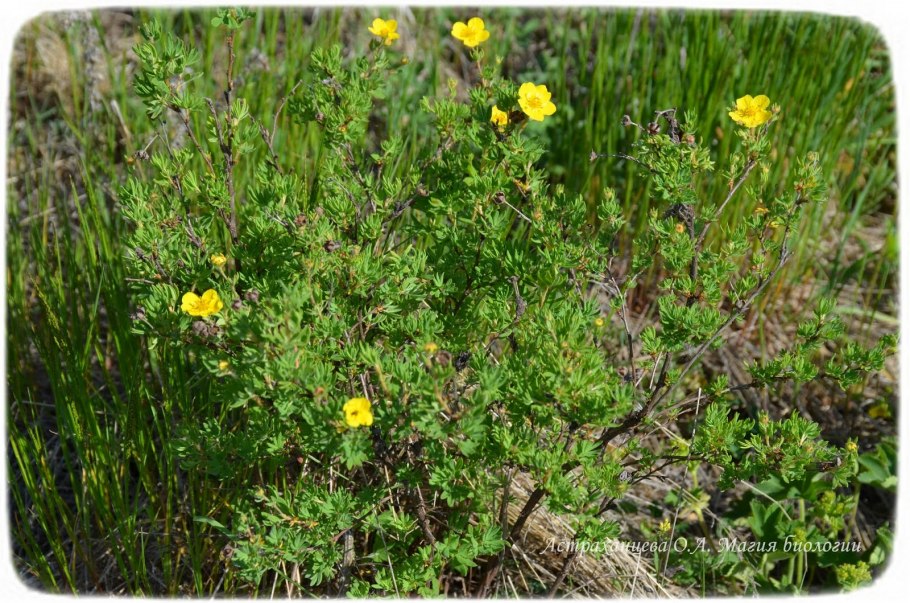 Лапчатка горный Алтай