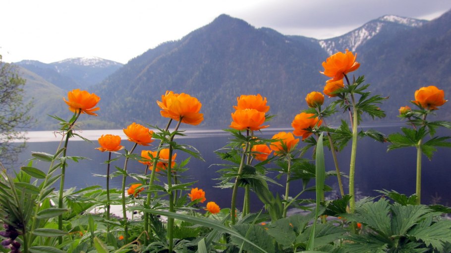 Купальница азиатская огоньки