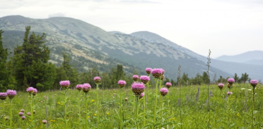 Левзея сафлоровидная