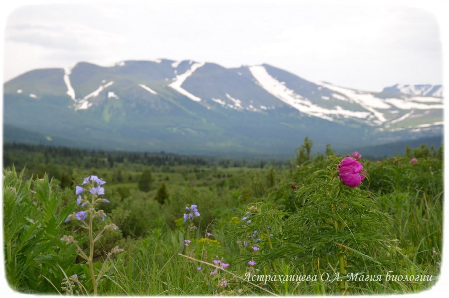 Горечавка Алтайская