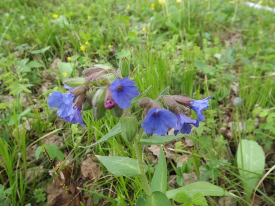 Травы Алтайского края