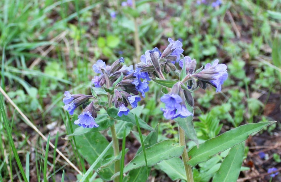 Мелкие цветочки на Алтае