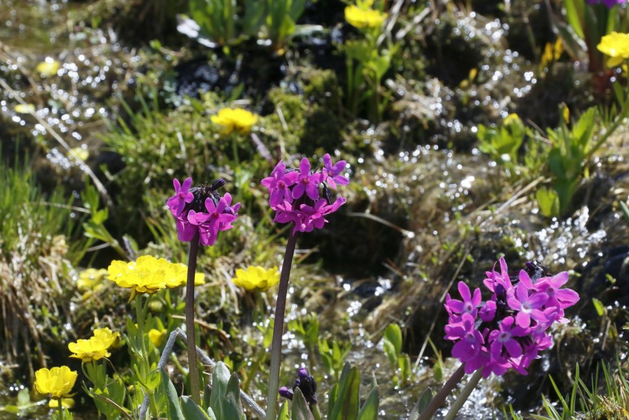 Цветы Алтая колючий