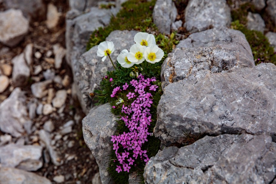 Неизвестный цветочек растущий на камнях