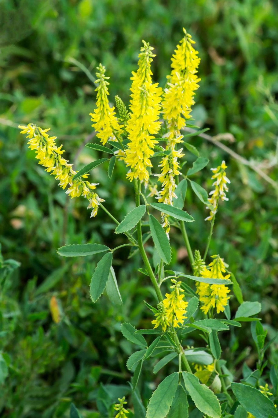 Р”РѕРЅРЅРёРє Melilotus officinalis