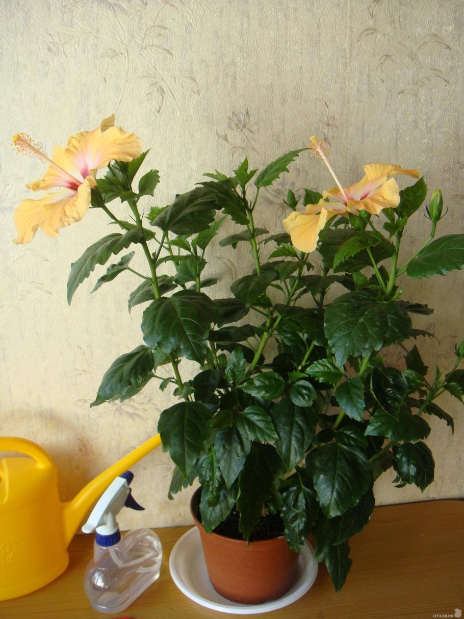 Гибискус комнатный Розан