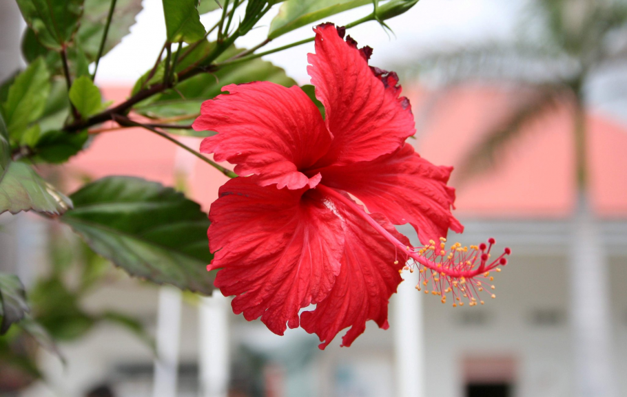 Гибискус Аполло