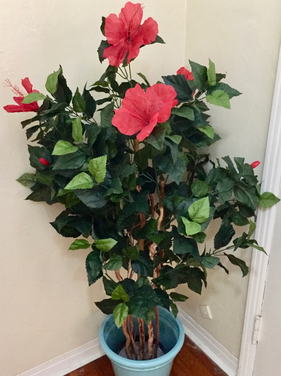 Гибискус комнатный цветение