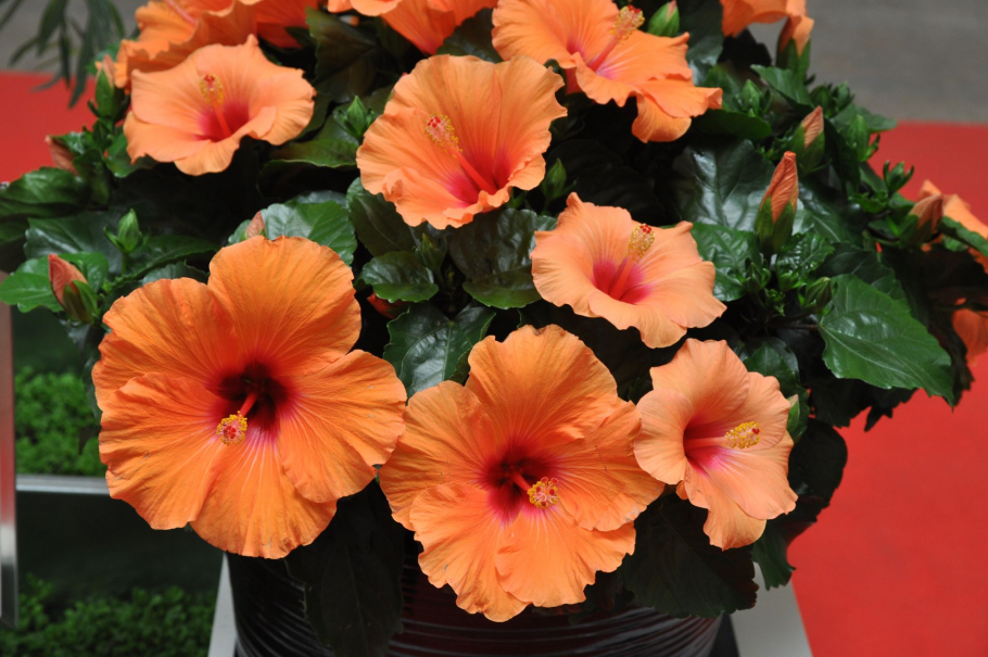 Гибискус красный немахровый