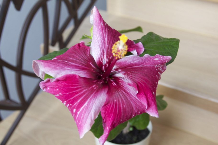 Гибискус Родина растения