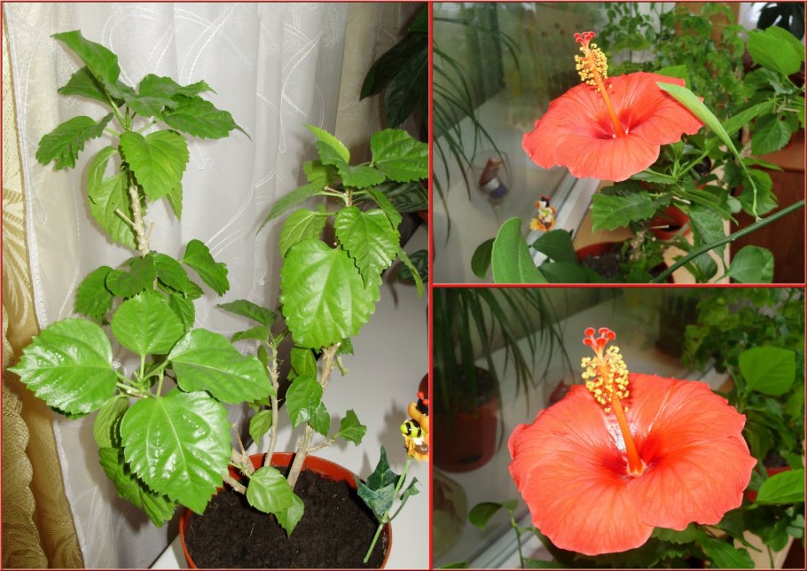 Гибискус комнатный