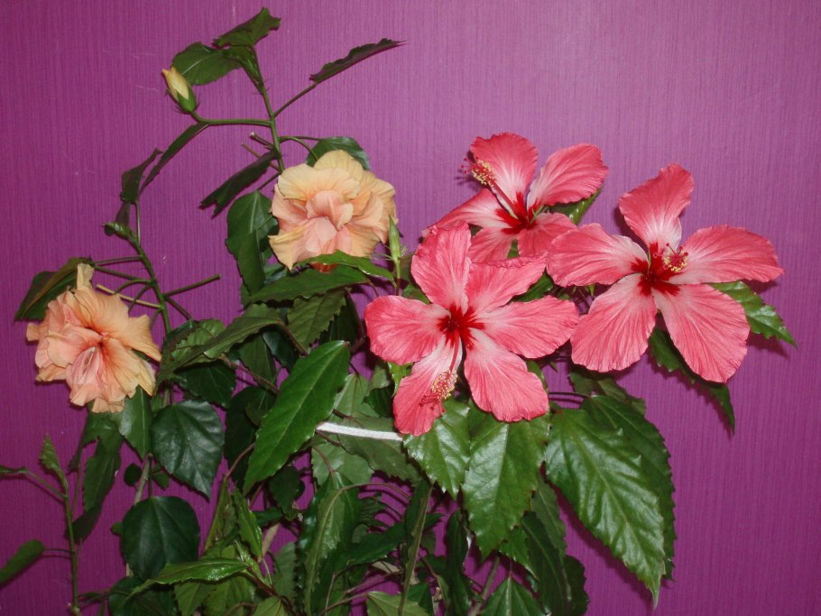 Гибискус китайский Розан китайская роза