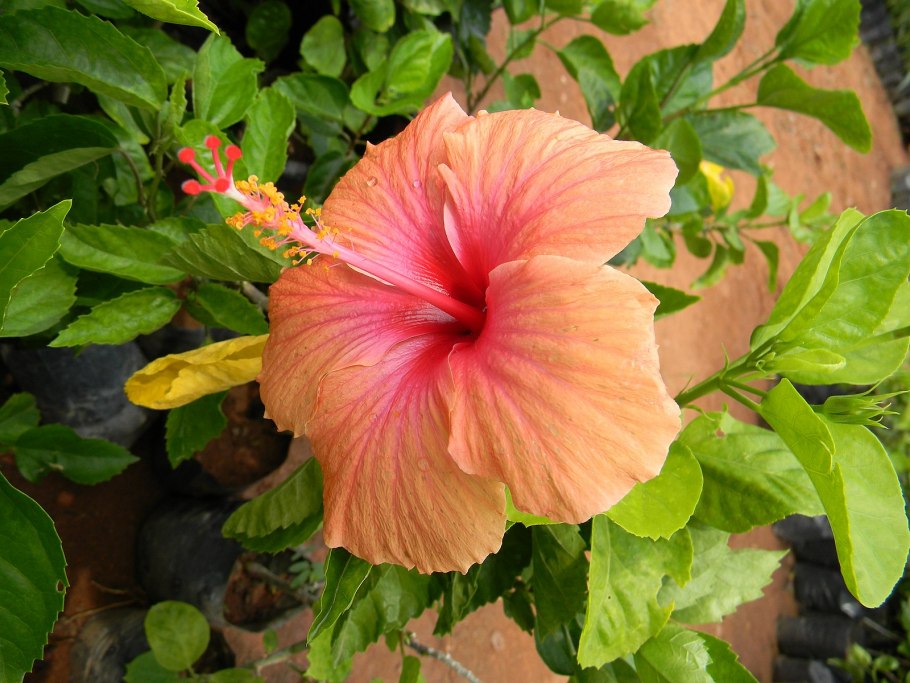 Hibiscus Rosa-sinensis