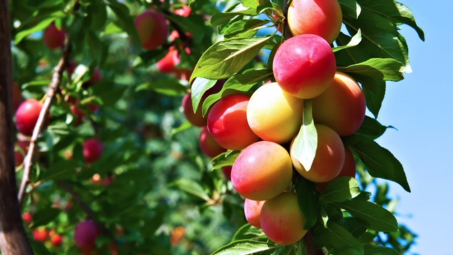 Алыча Тимирязева