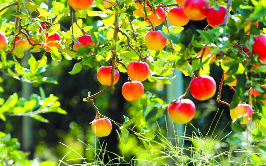 Август природа