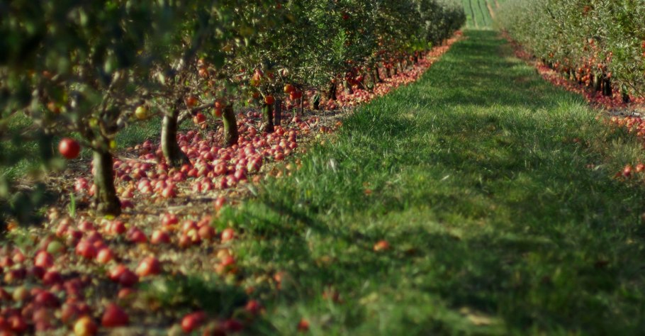 Яблоневые сады Федосеевка