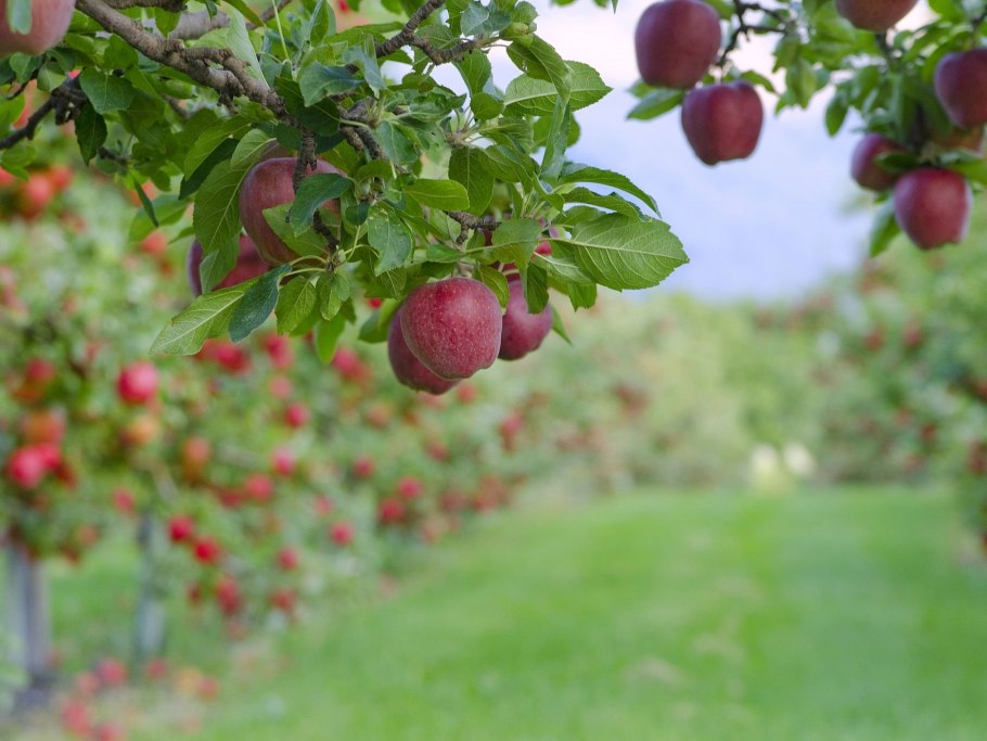 Плодовые деревья