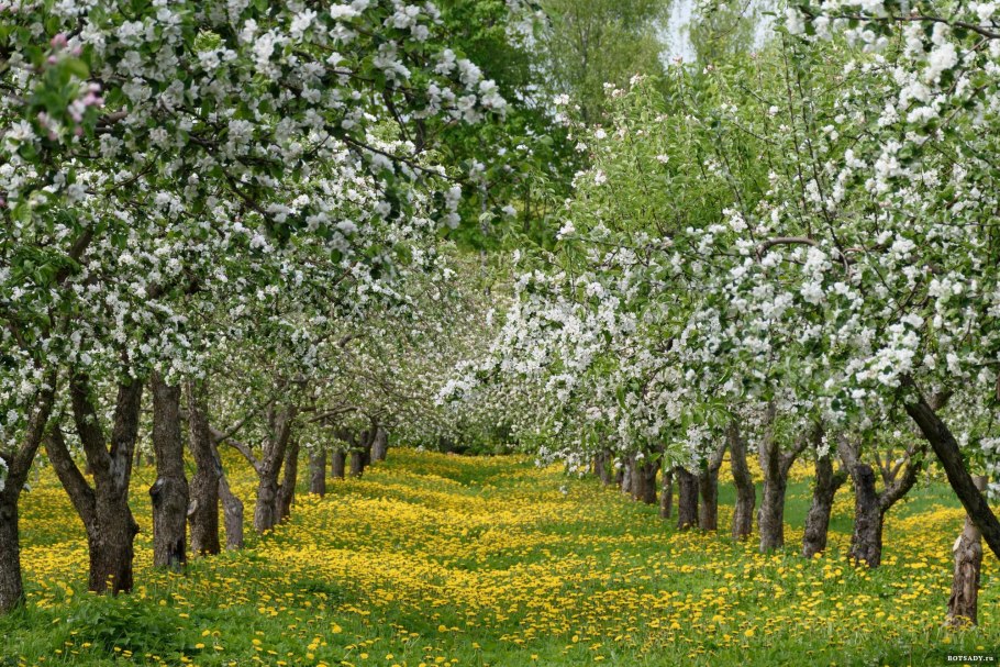 Ботанический сад МГУ яблони