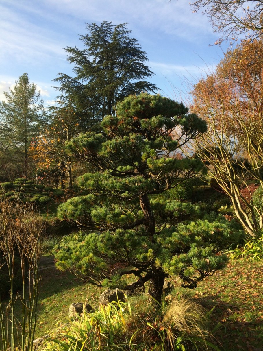 Pinus Kesiya