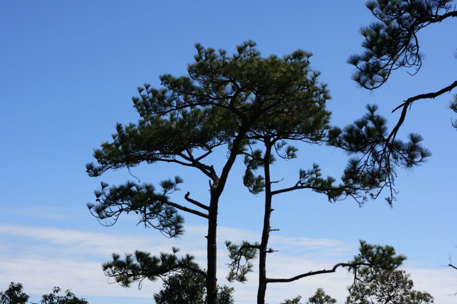 Pinus mugo 'Sherwood Compact'