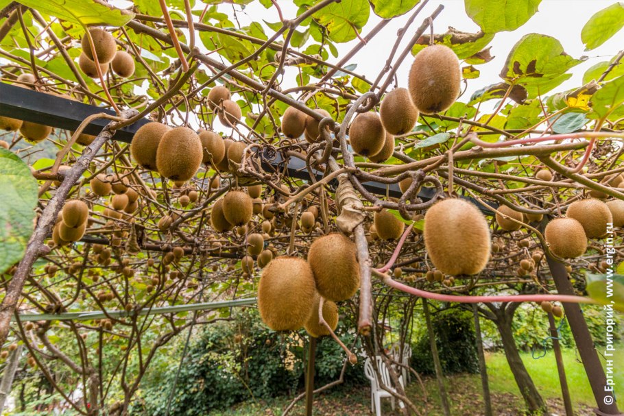 Актинидия киви плантация