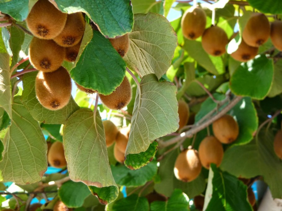 Киви фрукт Лиана