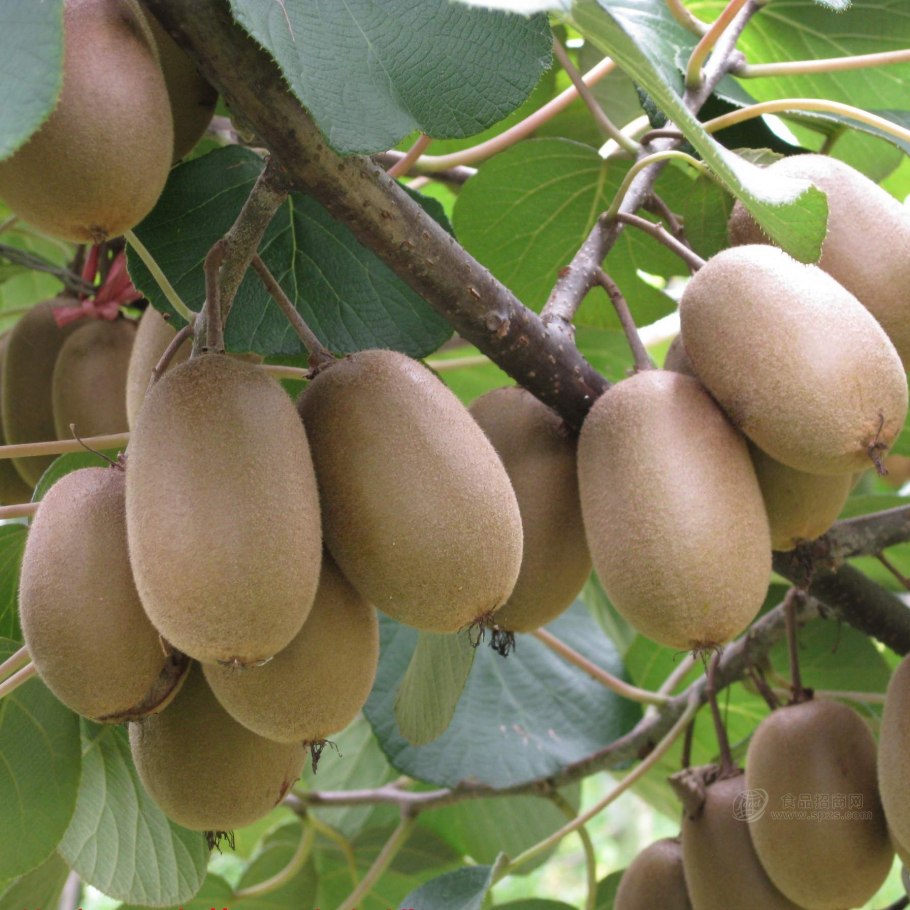 Актинидия Байрон киви