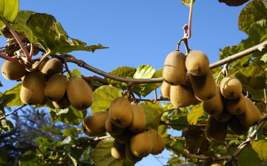 Плантация киви