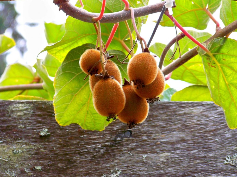 Актинидия Джиральди (Actinidia giraldii)