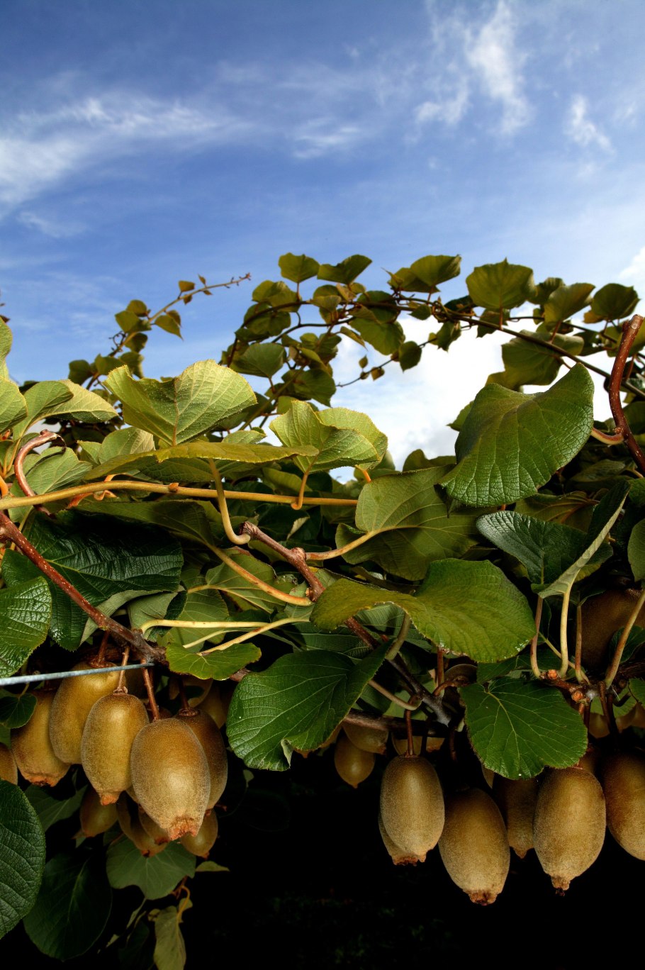 Киви етиштириш