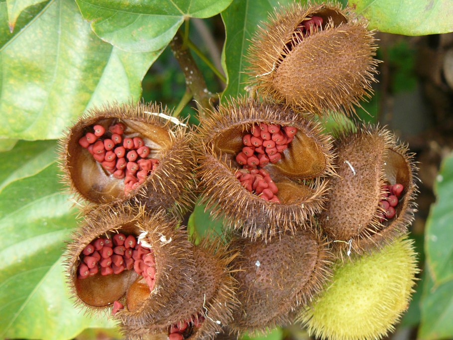 Киви плод тропического растения