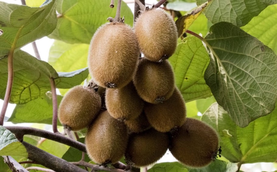 Актинидия Байрон киви