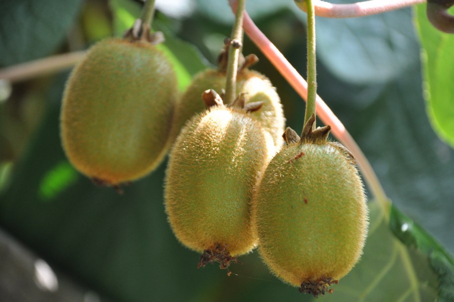 Киви на дереве незрелое