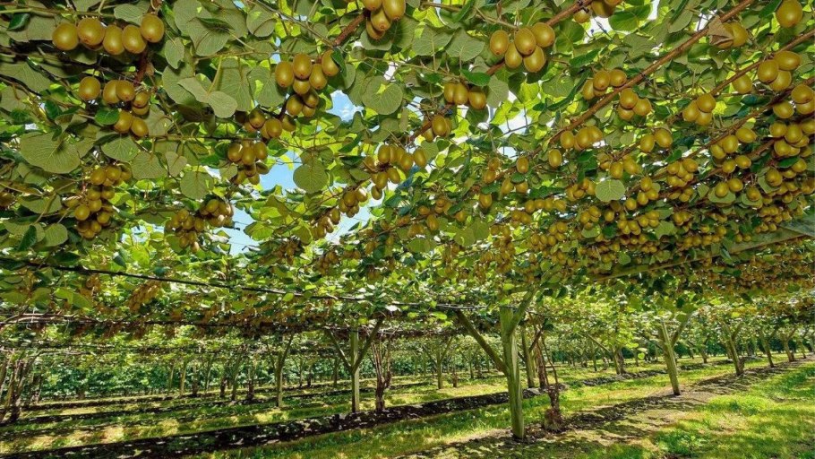 Плантация киви