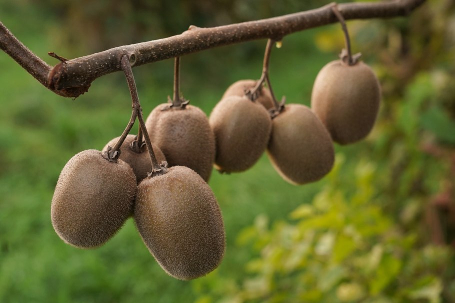 Киви дерево